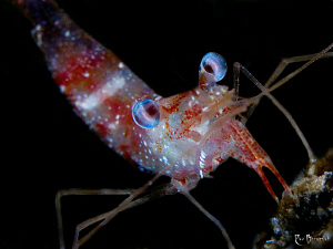 "Shrimp at night" 

Size = 2 cm. / 60mm Makro lens with... by Rico Besserdich 